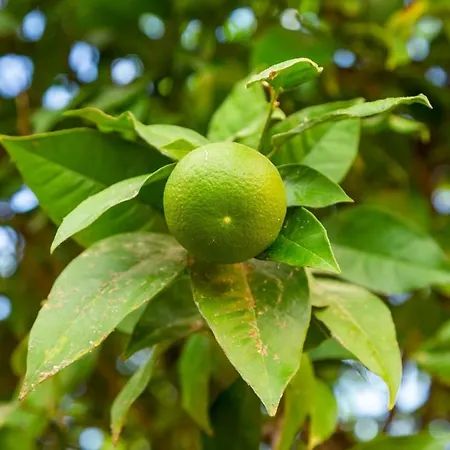 Apartmán Bright & Spacious With Orange Tree Patio, By Timecooler